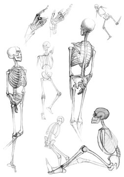 Sketch of skeletons - vector illustration