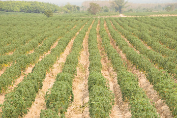 Cassava farmland agriculture