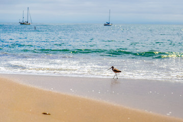 Sandpiper sea bird on the shore at Santa Cruz beach, California