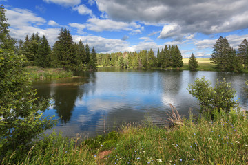 Forest lake with grass and flowers on the banks
