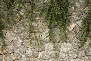 Stone wall with vegetation - texture