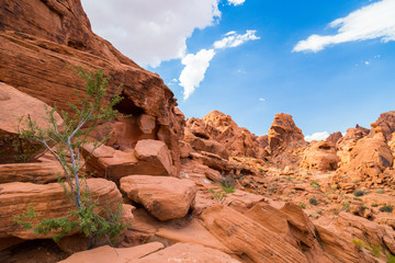 Red Rock Landscape, Valley of Fire State Park, Nevada, USA - 87395036