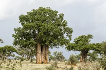 Papier Peint photo Autocollant Baobab Baobab , Parc du Tarangire, Tanzanie