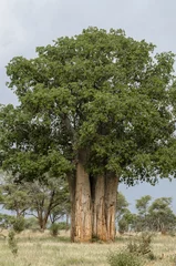 Papier Peint photo Baobab Baobab , Parc du Tarangire, Tanzanie
