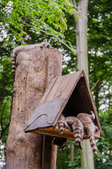Waschbären im Tierpark