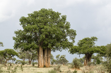 Baobab , Parc du Tarangire, Tanzanie