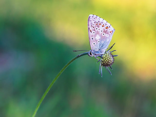 Lovely Summer Butterfly