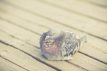 Close up of a pigeon sitting on a wooden board