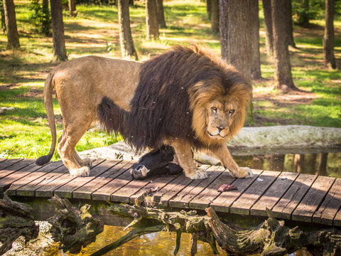 L&ouml;we