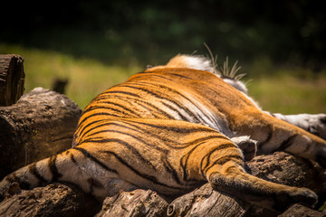 Schlafender Tiger