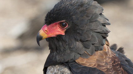 closeup portrait of a bateleur eagle