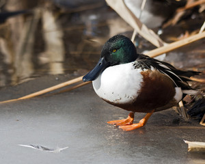 Northern Shoveler duck standing on ice
