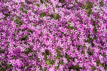 Fototapeta premium Flowers Phlox subulata