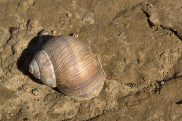Garden snail on cracked earth
