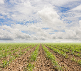 sugarcane plants grow in field and sky