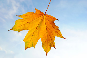 Yellow and orange maple leaf on a white background closeup