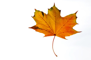 Yellow and orange maple leaf on a white background closeup