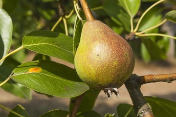 Unripe green pear tree. Summer day in the orchard. Blurred background.
