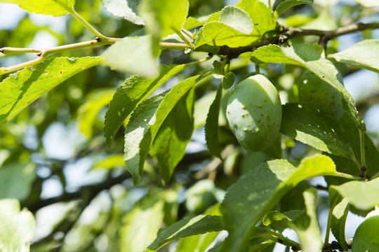 green fruit plums on the tree