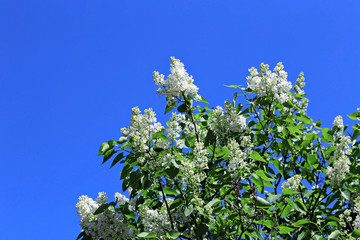 Blossoming white lilac