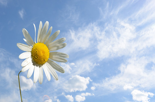 Camomile flower close-up against the sky (peace, health, magic,
