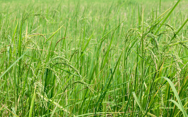Harvest rice at paddy rice field  at the South of Thailand  side