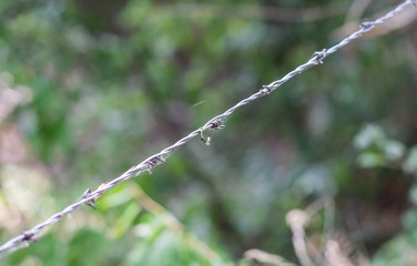 Stacheldraht zum absperren