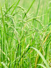 Harvest rice at paddy rice field  at the South of Thailand  side