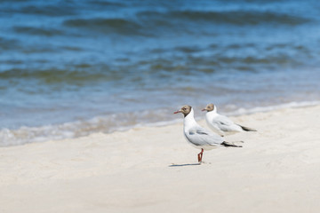Blackead gulls on the beach.