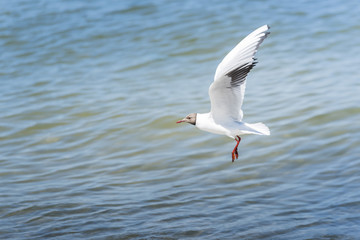 Blackead gulls on the beach.