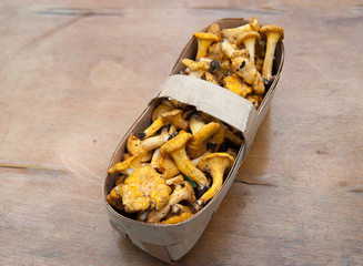 Mushrooms in a basket