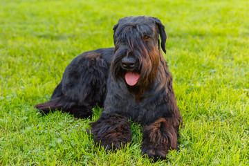 Naklejka na ściany i meble Domestic dog Black Giant Schnauzer breed 