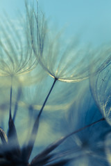 	
Abstract dandelion flower background, extreme closeup. Big dandelion on natural background. Art photography 