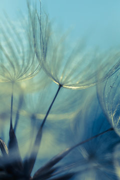 Fototapeta    Abstract dandelion flower background, extreme closeup. Big dandelion on natural background. Art photography 