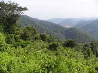 Fototapeta na wymiar La jungle forêt de Chiang Mai