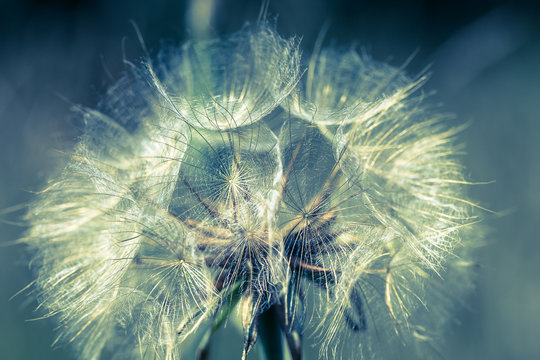Fototapeta    Abstract dandelion flower background, extreme closeup. Big dandelion on natural background. Art photography 