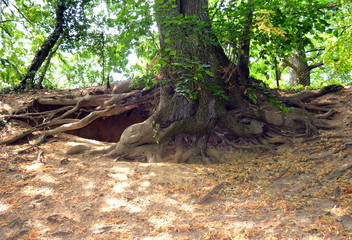 riesige Baumwurzel