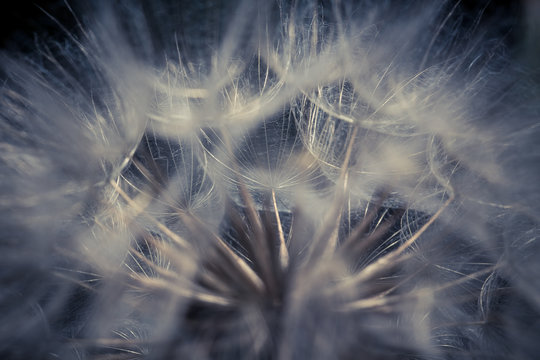 Fototapeta    Abstract dandelion flower background, extreme closeup. Big dandelion on natural background. Art photography 
