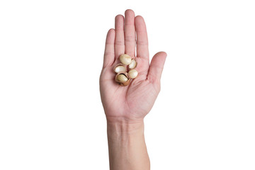 Right hands holding macadamia nuts
