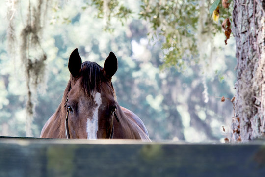 Adult Horse Peaking Over A Fence At The Camera