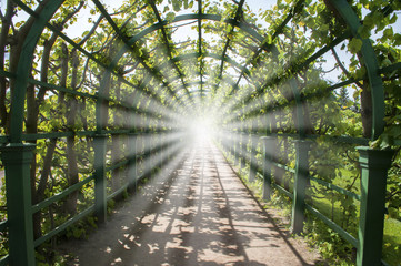 Light in the end of green tunnel