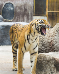 young sumatran tiger