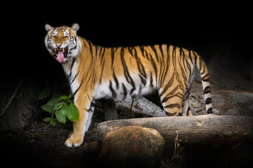 Obraz premium young sumatran tiger