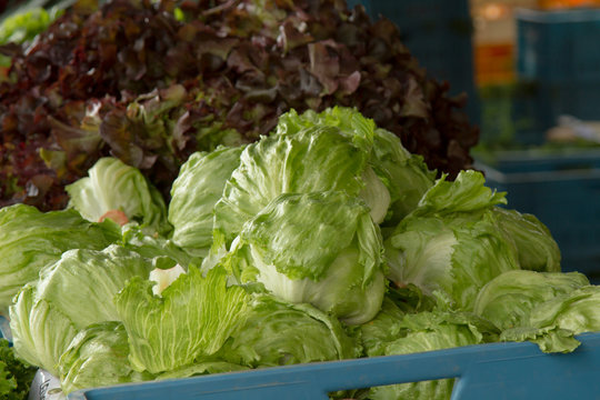 lettuce leaf green at the farmers market