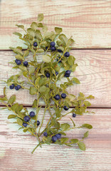 Blueberries plant on wooden background. Top view