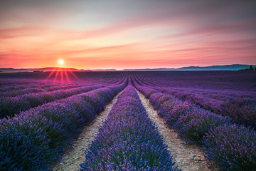 Lavendelblüten blühende Felder endlose Reihen bei Sonnenuntergang. Valensol