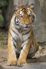 young sumatran tiger