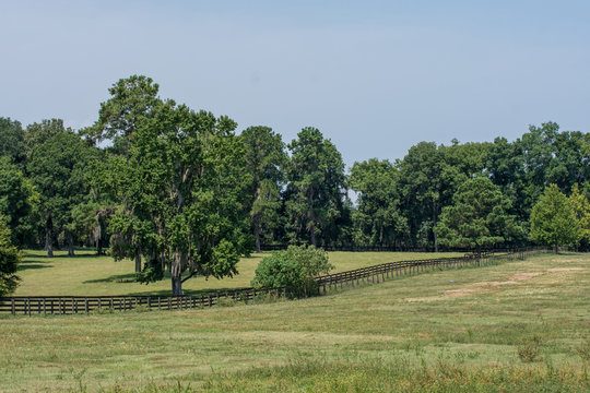 Summer bermudagrass pasture with live oaks and fenceline