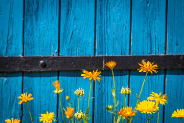 Dandelions on blue wood texture