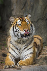 young sumatran tiger